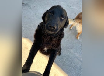 GONZALES❤️ liebenswerter, agiler und neugieriger Kroatischer Schäferhund-Mix