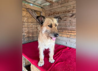 Nicsa, Schnauzer-Mix, Hündin, geb. am 01.04.2023, 50 cm