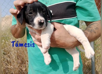 Támesis  geb. 03/2025 (ESP) - aufgeweckter Labrador-Mix Welpe!