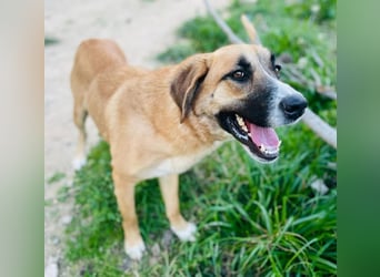 ALICIA-jung, wachsam, neugierig, klug, verspielt ,loyal, verspielt auf der Suche nach ihrem Zuhause