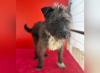 ❤️ gute Hundeseele FICKO - 1,5 Jahre, 35cm - Schnauzer-Mix