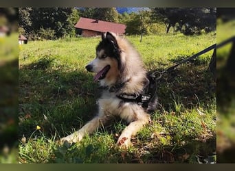 Husky-Mix Arci sucht seine liebe Familie