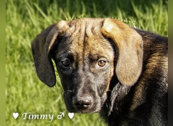Timmy, Adam und Ajax suchen ein Zuhause