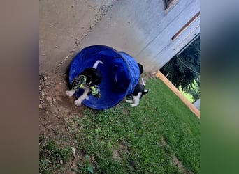 Kleine Münsterländer Welpen