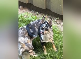 Chihuahua Welpen ab 22.08 abzugeben