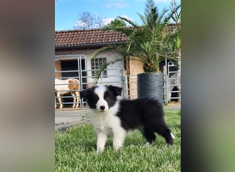 Bordercollie Welpen mit VDH Papieren