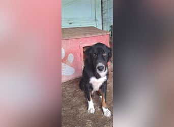 Jack (2) sucht einen Gnadenplatz