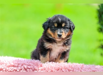 Mini American Shepherd (Showlinie)