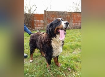 FRIDA - die freundliche, verspielte Hündin mag Menschen + Artgenossen und sucht ein neues Zuhause