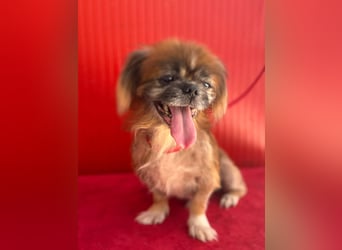 Fritzi, Pekinese, Rüde, geb. am 10.05.2014, 26 cm,   -Notfall-