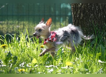 Yorki Gizmo - eine Handvoll Glück - Tierhilfe Franken e.V.