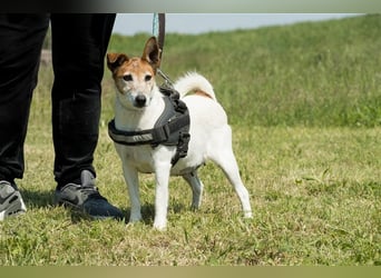 Pici-SI, Schmuse-Omi sucht dringend ein warmes Körbchen