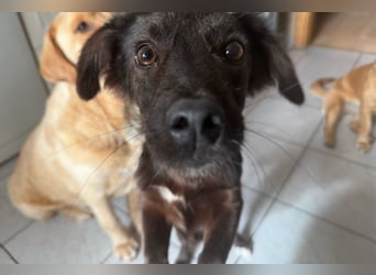 Sandy sucht ihre Menschen...