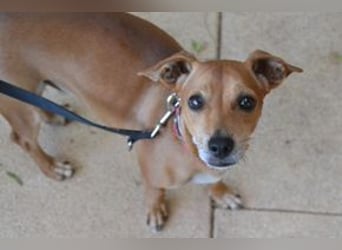 Fred, ein sehr menschenbezogener, treuer und anhänglicher Begleiter