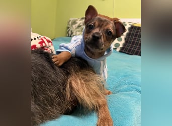 Rocky, verpielter Yorki Mix Welpe geb. 2024