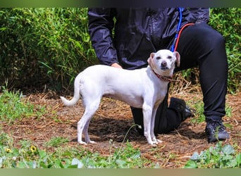 Crystal, Mix Pinscher / Chihuahua, lieb und verträglich