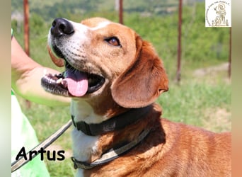 Artus - cooler, hübscher Rüde hält Ausschau nach seinen Menschen