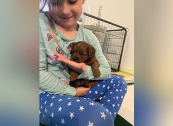 Bezaubernde Cavapoo-Welpen suchen ein liebevolles Zuhause