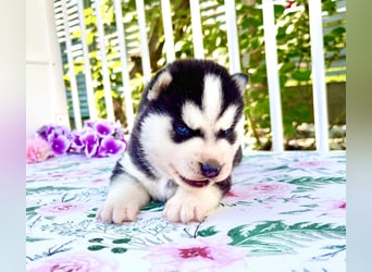 FCI Pedigree Blue Eyed Black & White Siberian Husky Champion Puppy