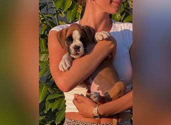 Boxerwelpen aus vorzüglicher Verpaarung