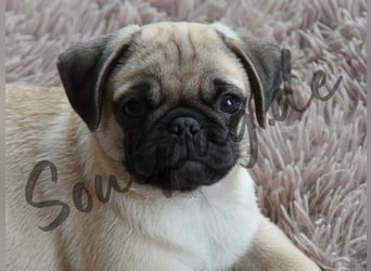 Mops 2.0 Welpen, Rüde, 13 Wochen, Ahnentafel CfdM / VDH / FCI