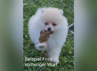zuckersüße Pomeranianwelpe