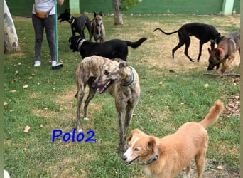 Polo2 geb. 05/2021 (ESP) - sehr lieber, freundlicher und kontaktfreudiger Galgo!