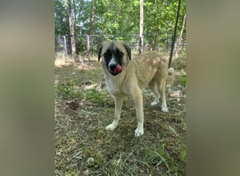 Safira, 2 ¾ -jähriges Mädchen, ca. kniehoch, freundlich, verspielt, offen