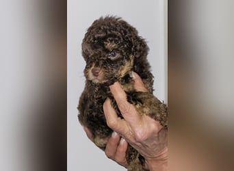 ZWERGPUDEL / TOY 2 männlich braun tan 1 schwarzes Mädchen 1 black tan Mädchen