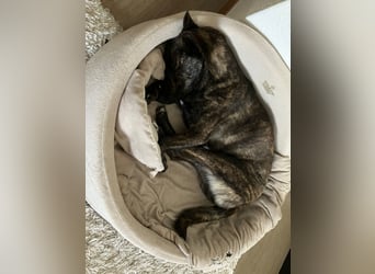 liebe Alice in 8048 Zürich sucht ihr Zuhause für Immer
