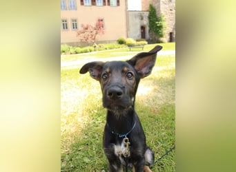 Oskar - in 71540 Murrhardt auf Pflegestelle