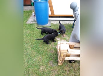 Schäferhund-Mischlingswelpen