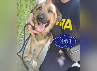 Denver ein Engel auf 4 Pfoten