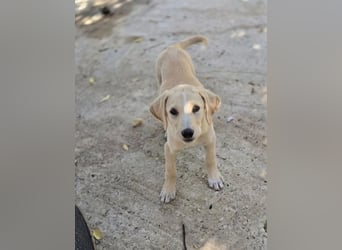 Samos sucht Traumzuhause!