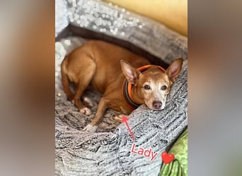 Lady, Podengo-Mix, lieb und verträglich