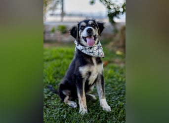 Carmen,geb.03/25,hübsches Hundemädel sucht ihre Familie