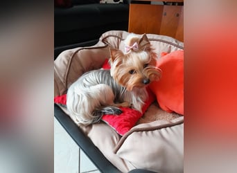 Yorkshire-Terrier Welpen,  reinrassig mit Ahnentafel sofort abgabebereit