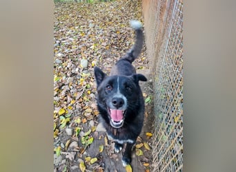 Freundlicher LEWI ist ein absoluter Gute-Laune-Hund