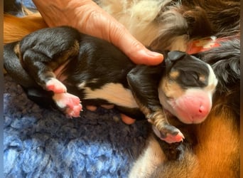 Wunderschöne Swissydog-Welpen mit Papieren - THERAPIEBEGLEITHUNDGEEIGNET