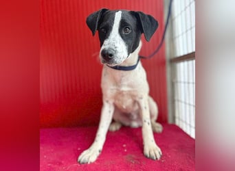 ❤️ zarte Hundeseele SAMMY - 8 Monate, 40cm/11kg - Mischling