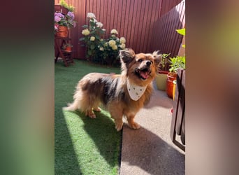 Buddy SR - sanfter Senior sucht liebevolles Gnadenplätzchen