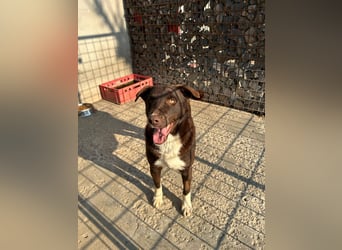Fröhlicher Dobby sucht Familie
