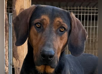 Levi ❤️ Bracke-Mix, verspielt+ aufgeschlossen