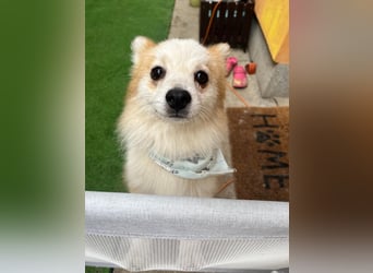 Alf SR – Freundlicher Spitz-Rüde sucht liebevolles Zuhause