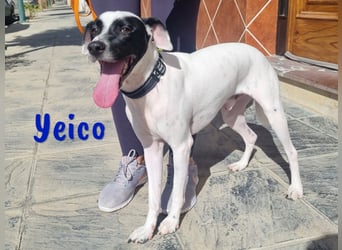 Yeico 09/2022 (ESP) - aufgeschlossener und sozialer Ratonero Bodeguero Andaluz Mix!