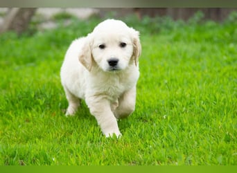 Goldenretriever Welpen