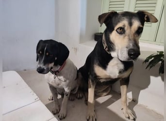 Benny sucht seine aktiven Menschen
