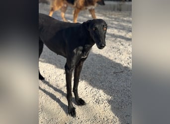Sombra, eine schwarze Schönheit