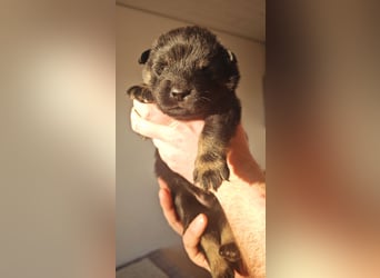 Reinrassige Eurasier-Welpen suchen ein liebevolles Zuhause