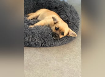 Peach - ein quirliges Welpenmädchen